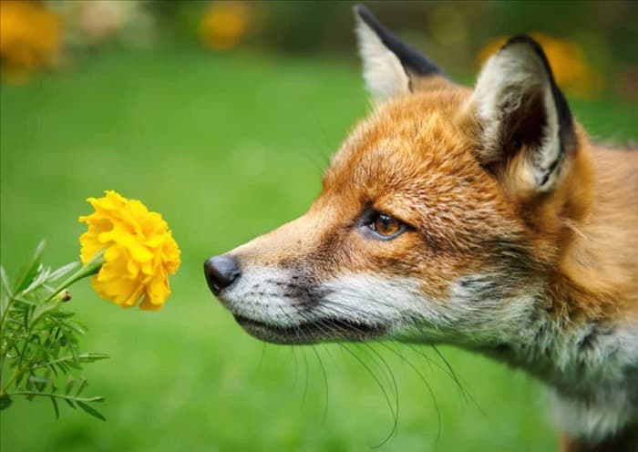 9 вещей, которые привлекают лис в ваш сад (как их исправить)