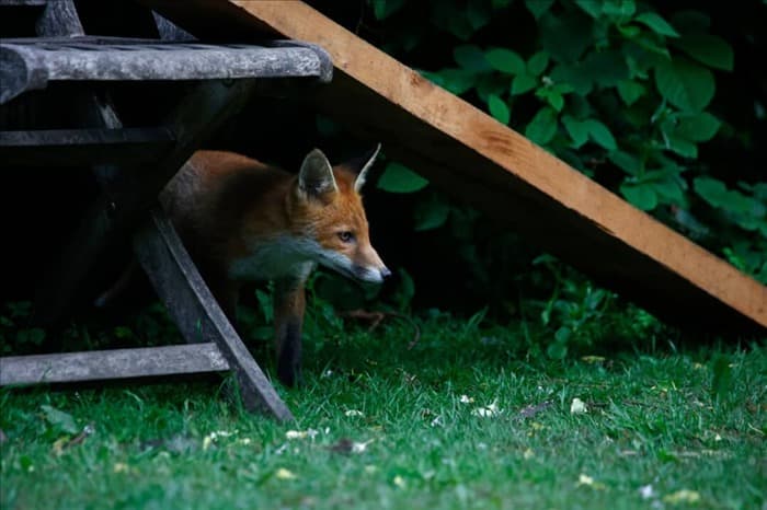 9 вещей, которые привлекают лис в ваш сад (как их исправить)