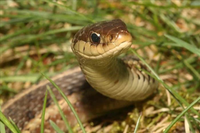 7 причин, по которым змеи не хотят покидать ваш сад (как исправить)
