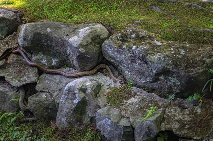 7 причин, по которым змеи не хотят покидать ваш сад (как исправить)