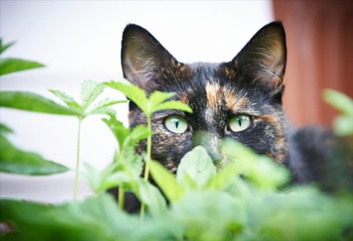 Как не пускать кошек во двор, сад и цветники :: Эффективное руководство