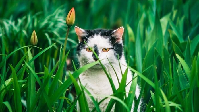 Как не пускать кошек во двор, сад и цветники :: Эффективное руководство
