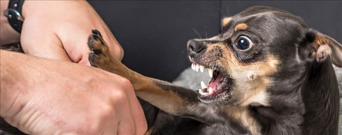 Могут ли укусы собак привести к заражению?