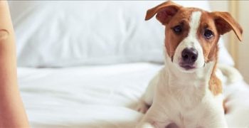 Могут ли собаки заразиться конъюнктивитом