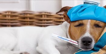 Могут ли собаки заразиться гриппом