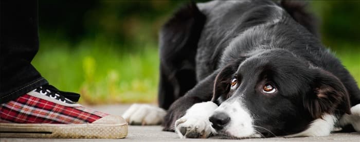 Могут ли собаки чувствовать унижение?