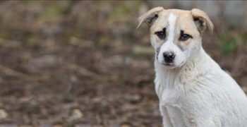 Могут ли собаки испытывать чувство самосознания