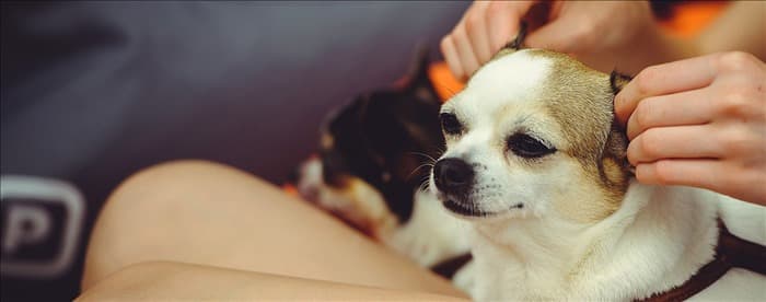 Чувствуют ли собаки массаж?