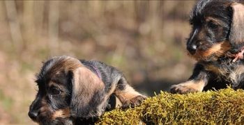 Могут ли собаки чувствовать укусы крапивы