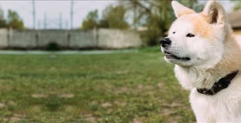 Могут ли собаки испытывать зависть