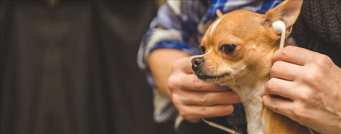 Могут ли собаки почувствовать укусы клещей?