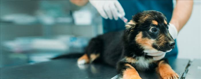 Могут ли собаки чувствовать себя плохо после прививки от бешенства?