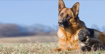 Могут ли собаки иметь только одного щенка