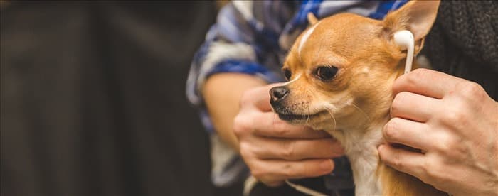 Могут ли собаки слышать звуки, которые не слышит человек?