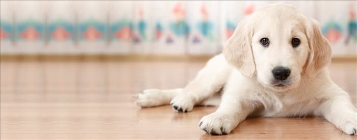 Могут ли собаки слышать звуки от герца до герца?