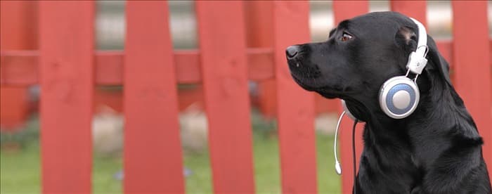 Могут ли собаки слышать пение?