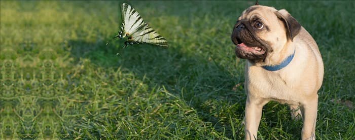 Могут ли собаки слышать насекомых?