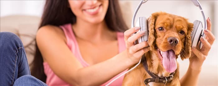 Могут ли собаки слышать радио?