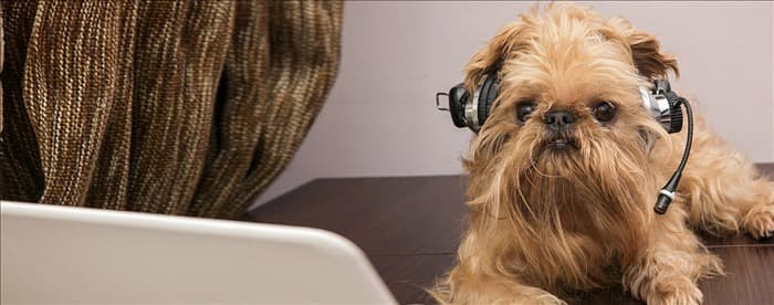 Могут ли собаки слышать ультразвуковые увлажнители?
