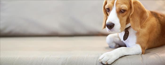 Могут ли собаки страдать гипогликемией?