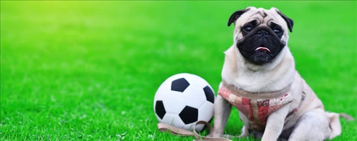 Умеют ли собаки играть во флайбол?