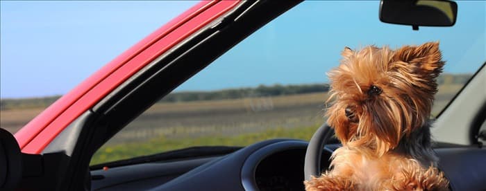 Умеют ли собаки водить машину?