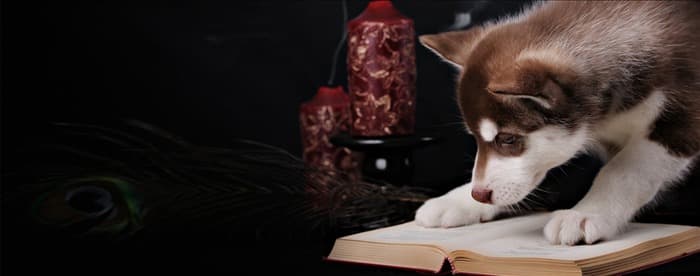 Умеют ли собаки читать?