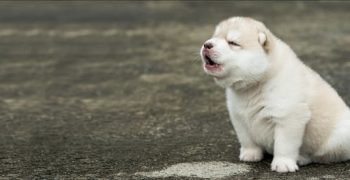 Могут ли собаки научиться говорить