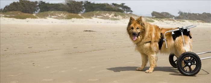Могут ли собаки с дисплазией тазобедренного сустава жить нормальной жизнью?