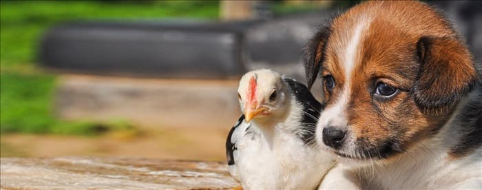 Могут ли собаки жить с цыплятами?