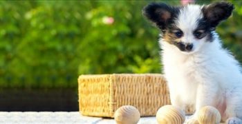 Могут ли собаки жить с грыжей диска