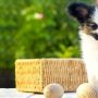 Могут ли собаки жить с грыжей диска