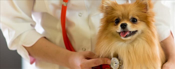 Могут ли собаки жить с застойной сердечной недостаточностью?