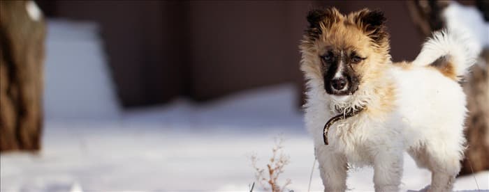 Могут ли собаки жить в холодную погоду?