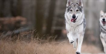 Могут ли собаки спариваться с волками