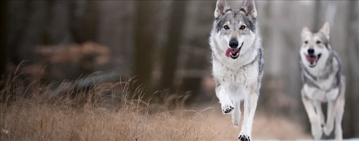 Могут ли собаки спариваться с волками?