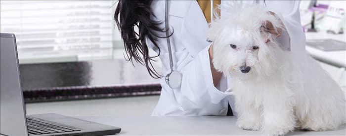 Возможна ли передозировка препаратов от блох у собак?