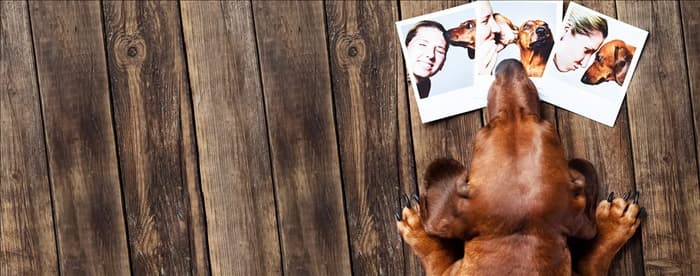 Могут ли собаки узнавать своих хозяев на фотографиях?