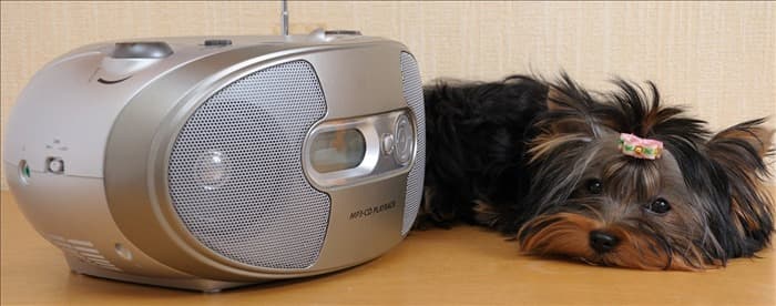 Могут ли собаки распознавать музыку?