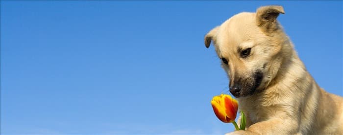 Могут ли собаки запоминать запахи?