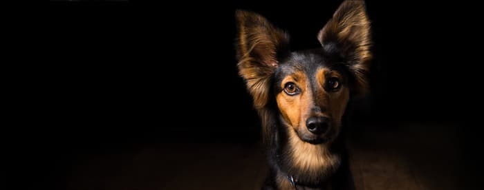 Могут ли собаки видеть в темной комнате?