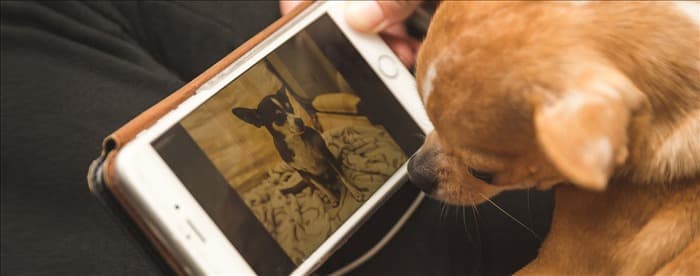 Могут ли собаки видеть изображения на телефоне?