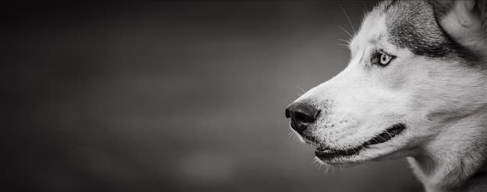 Могут ли собаки видеть темно-серый цвет?