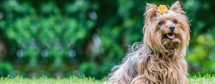 Могут ли собаки чувствовать биполярное расстройство?