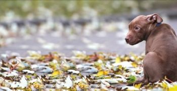 Могут ли собаки чувствовать шторм