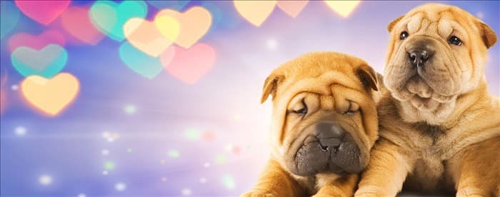 Могут ли собаки чувствовать любовь?