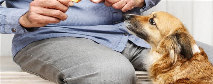 Могут ли собаки учуять запах пищи в желудке?