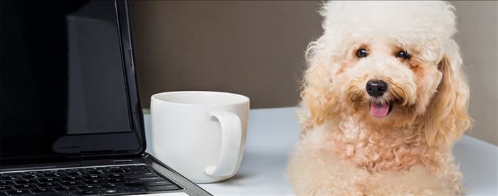 Могут ли собаки чувствовать запах через кофе?