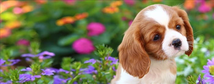 Чувствуют ли собаки запах эфирных масел?