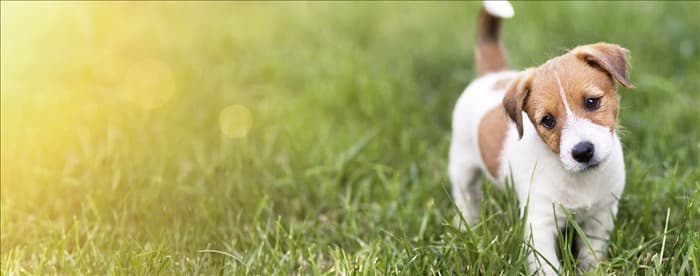 Могут ли собаки учуять термитов?
